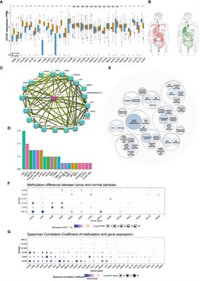 A pan-cancer and single-cell sequencing analysis of CD161, a promising onco-immunological biomarker in tumor microenvironment and immunotherapy
